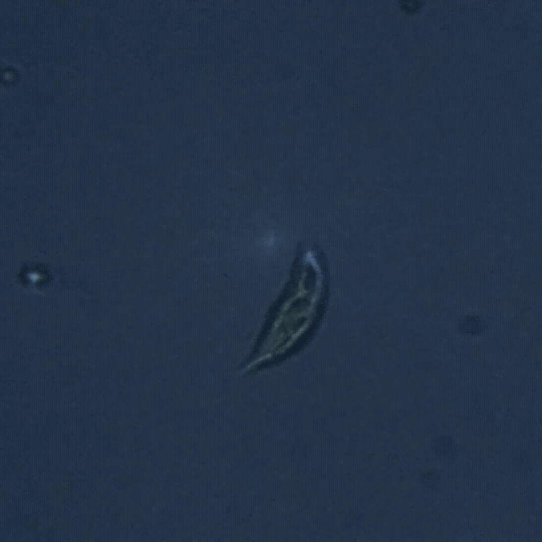 Clip of protozoa swimming