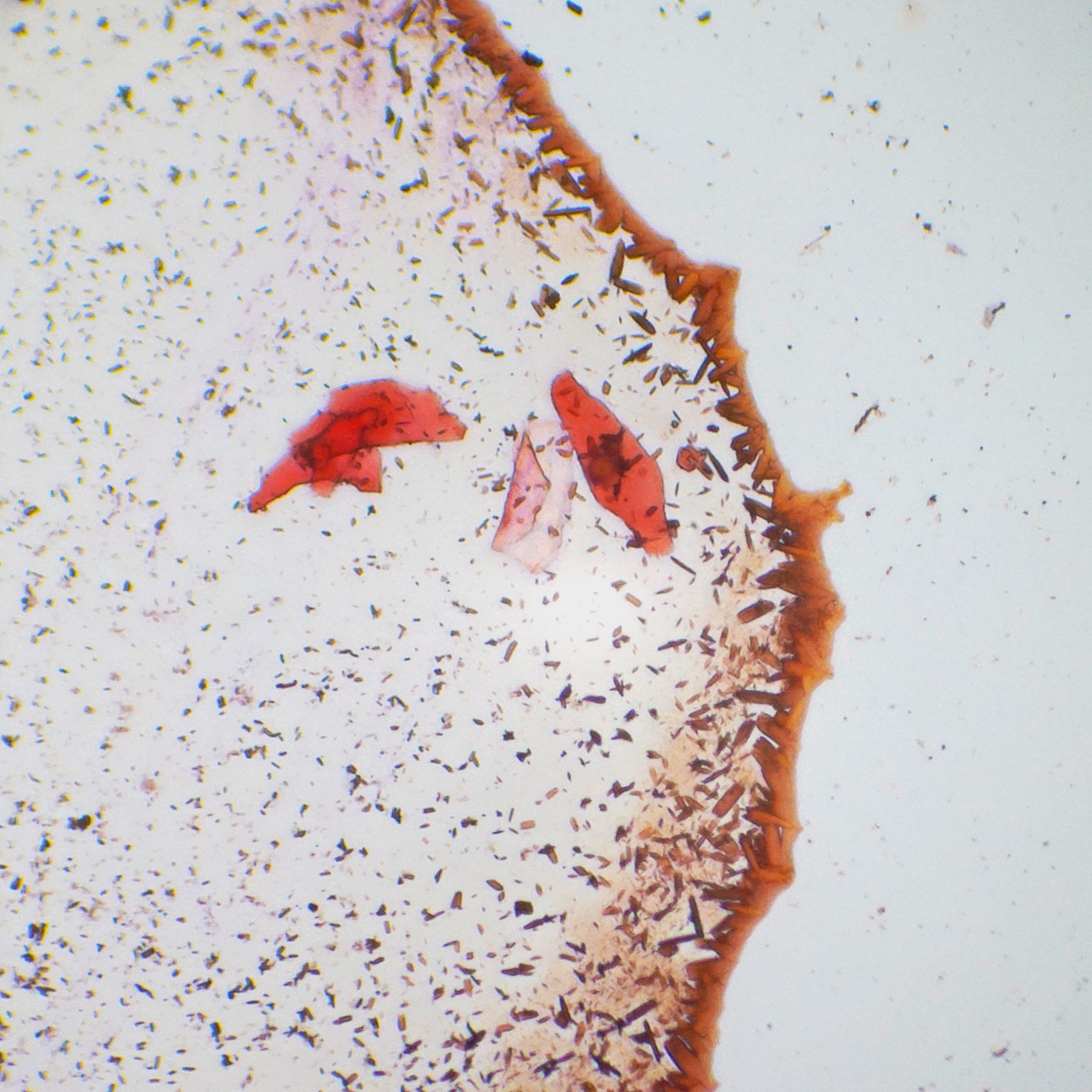 Algae fragment close up