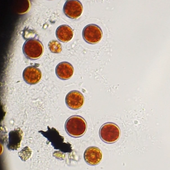 Red resting microalga cysts