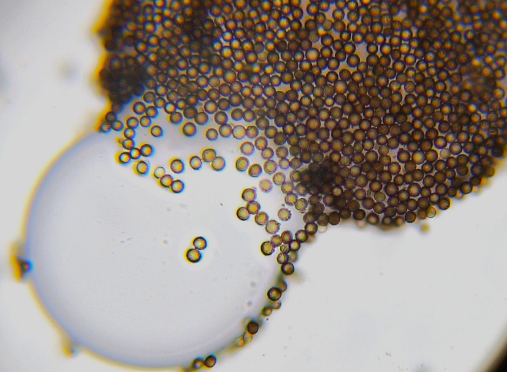 Cluster of spores and fungi of black mold