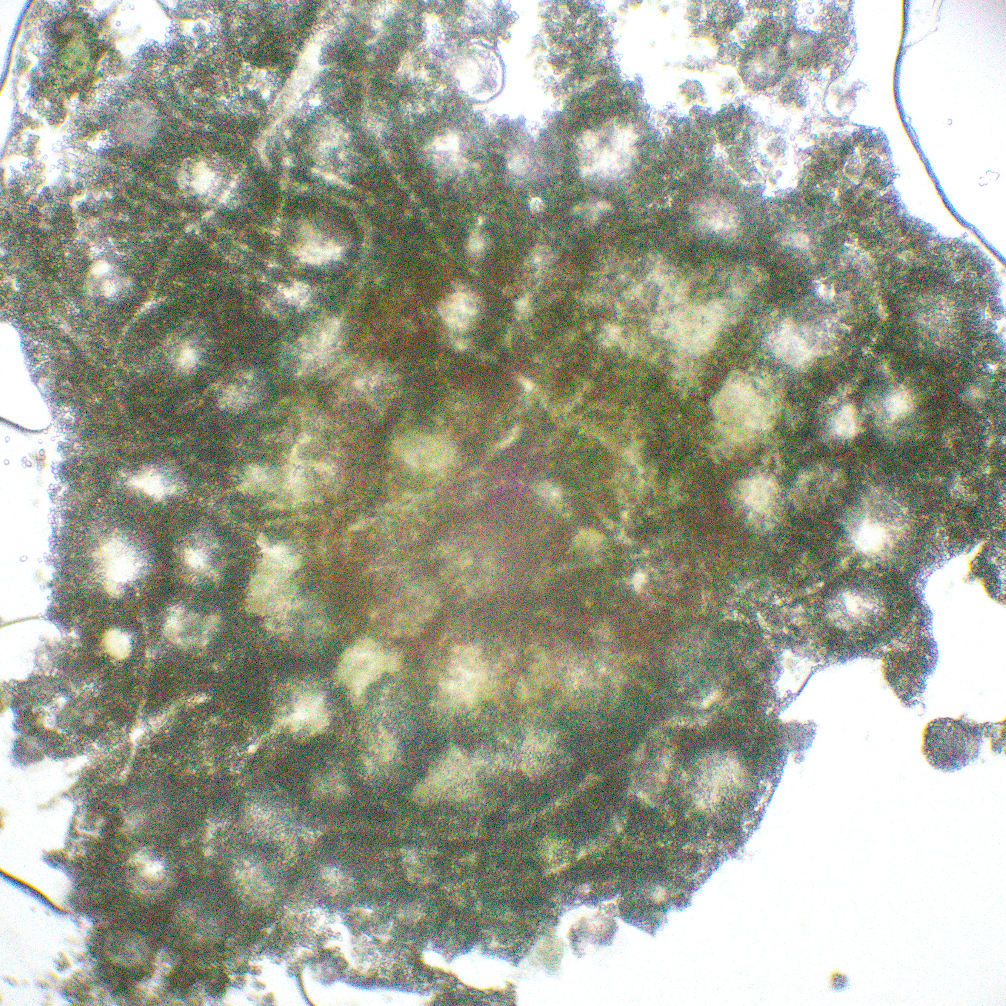 Zoom out of green mold