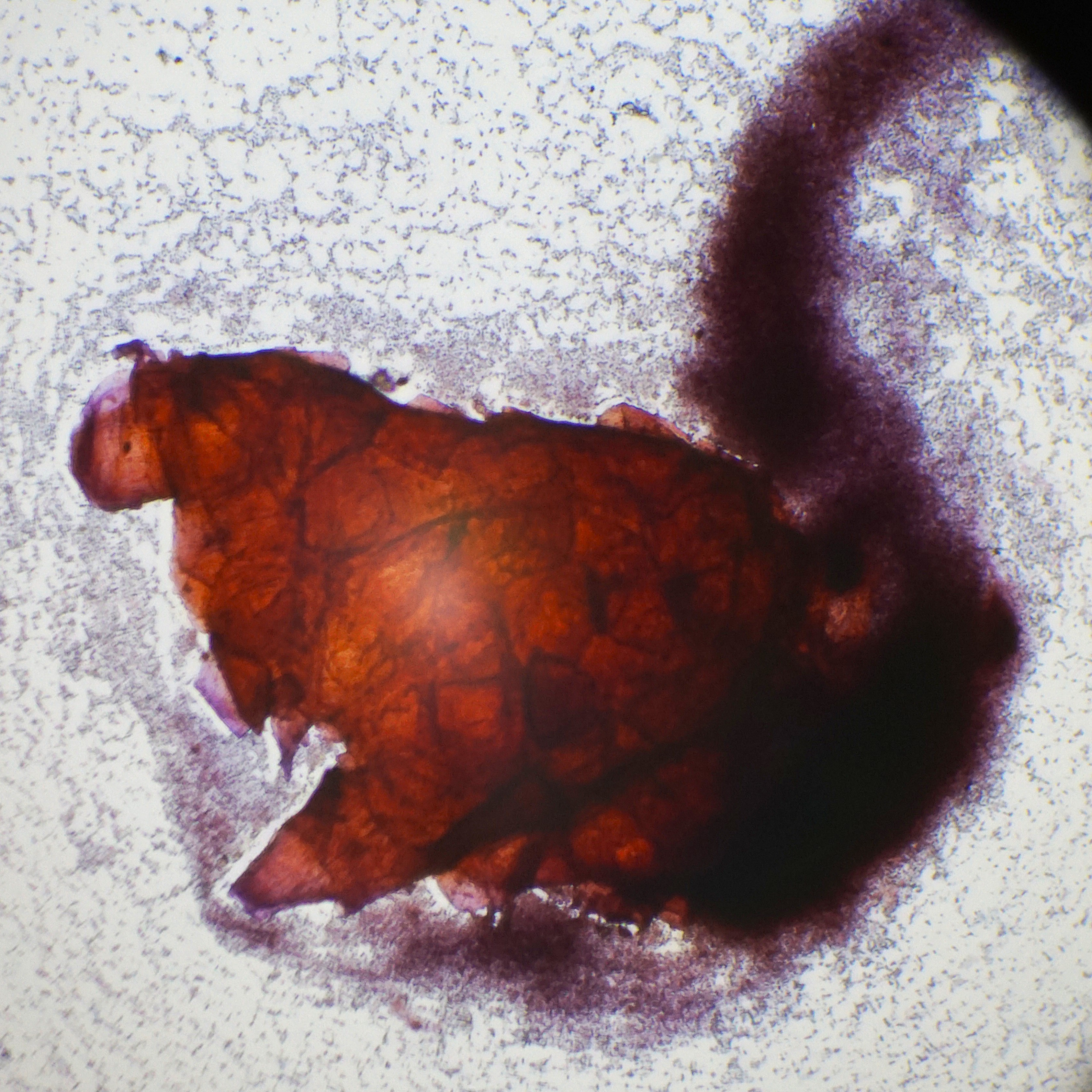 phytoclasts plant fragment