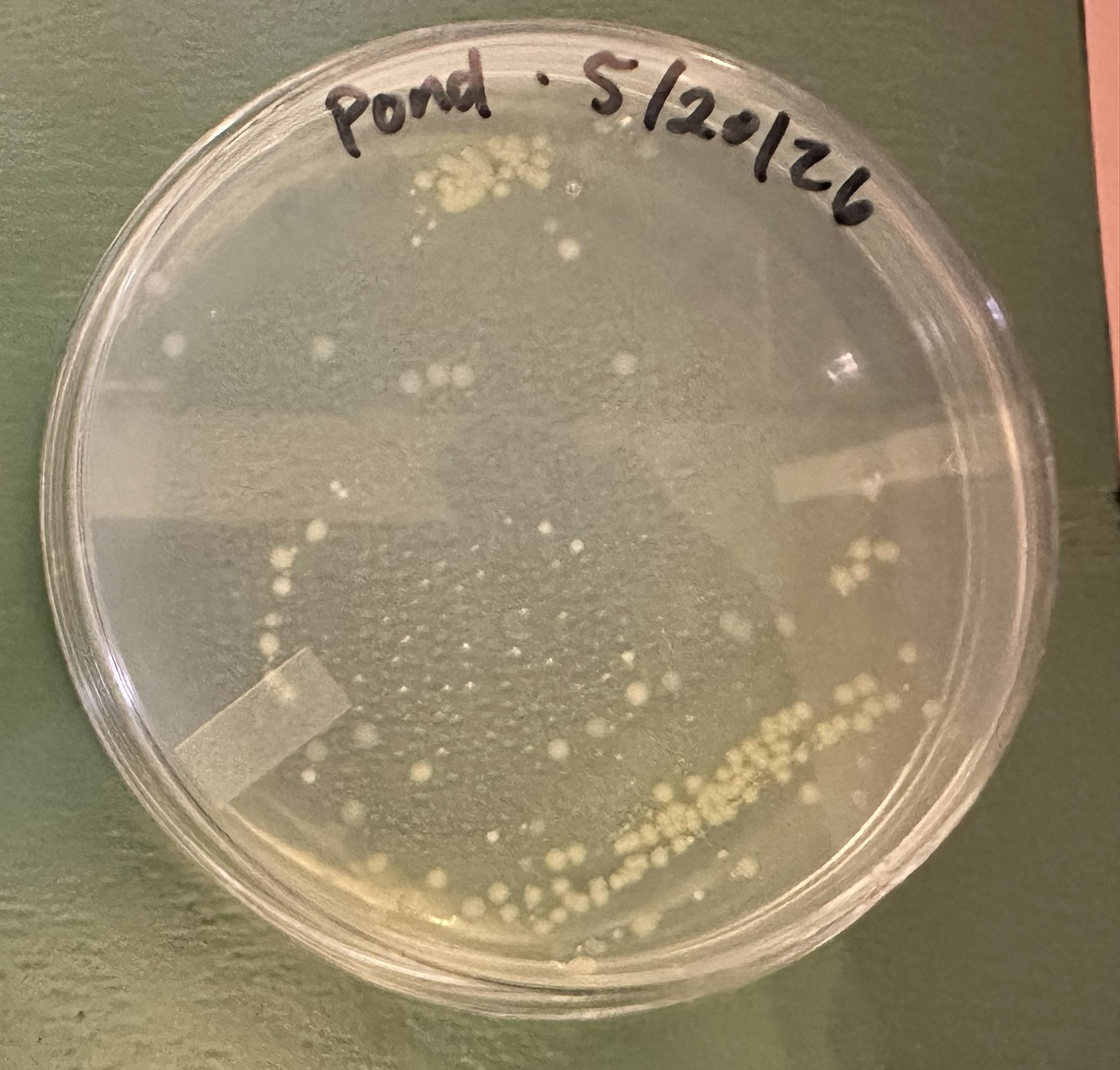 e coli on agar