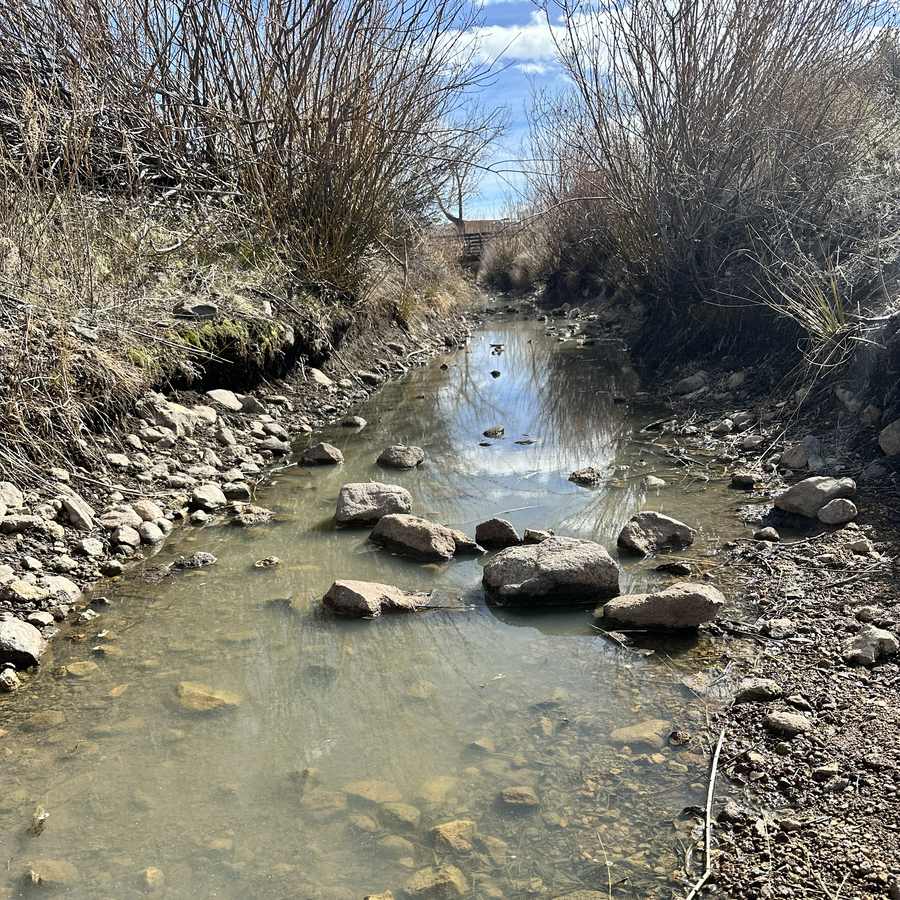 stagnant stream water