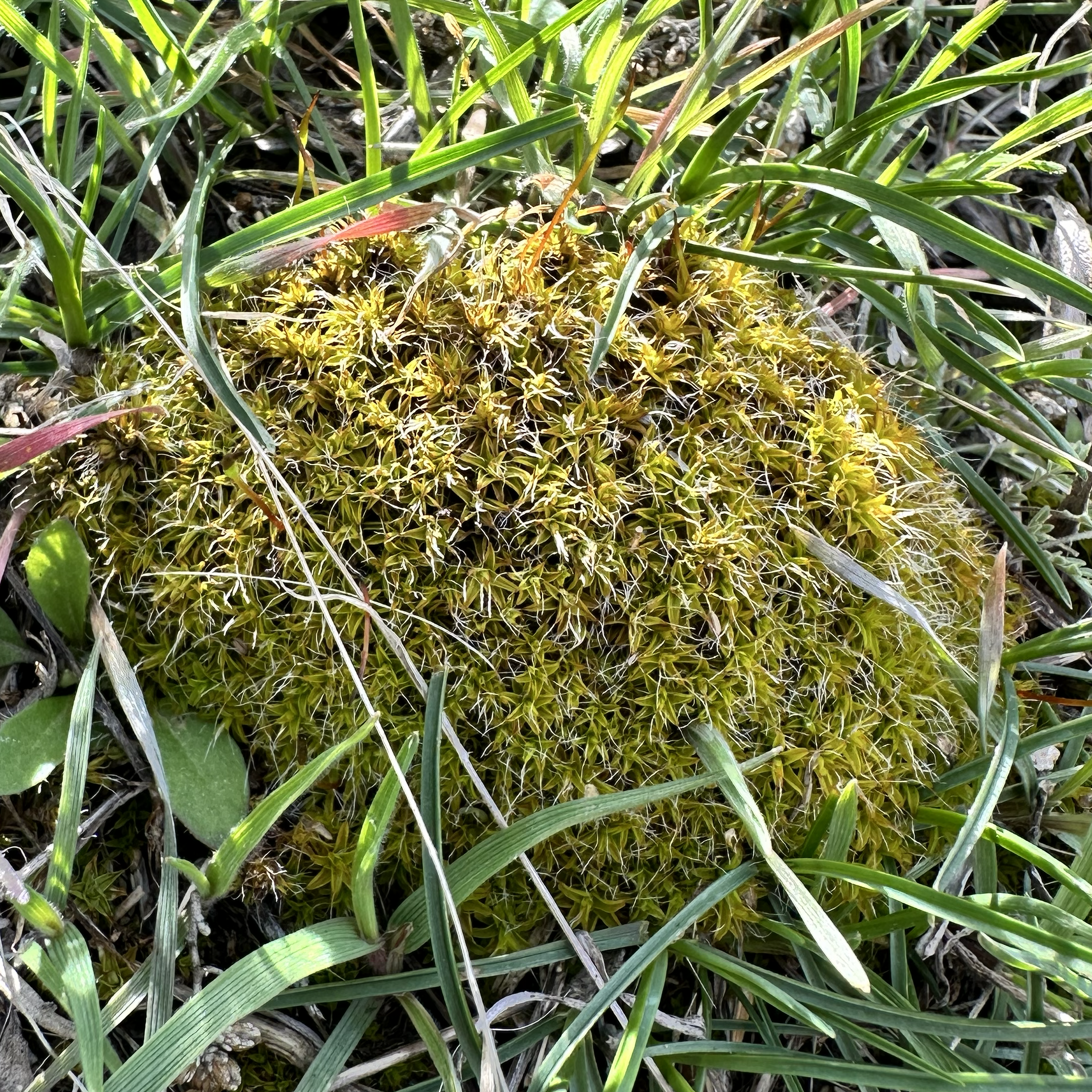 Description of image